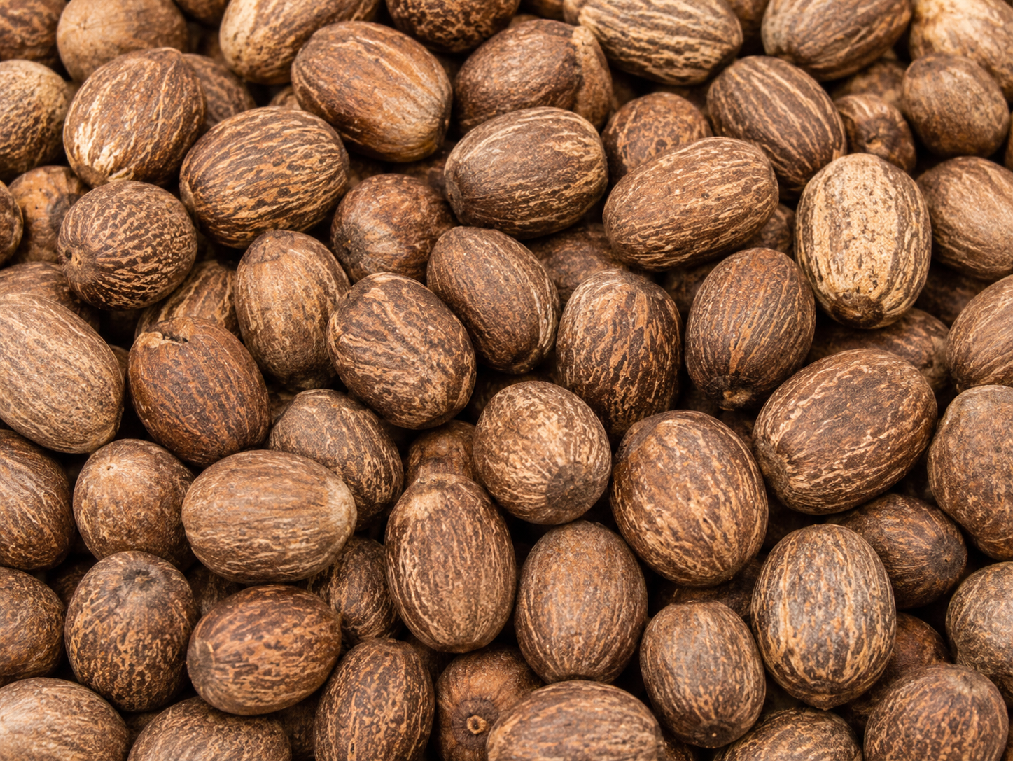 Shea Nuts